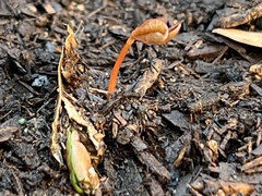 Acer pictum