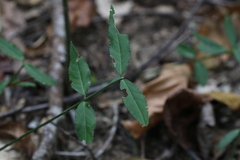 Euonymus americanus