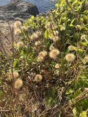 Scorzoneroides autumnalis