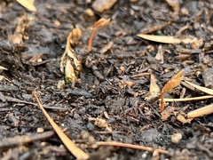 Acer pictum