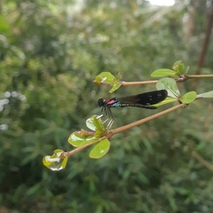 Heliocypha fenestrata
