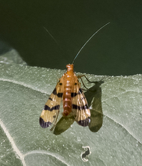 Mecoptera