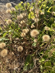 Scorzoneroides autumnalis