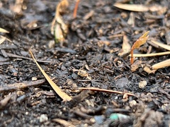 Acer pictum