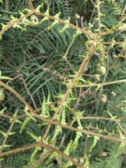 Gleichenia microphylla
