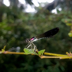 Heliocypha fenestrata