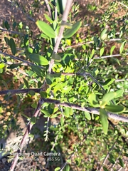 Olea