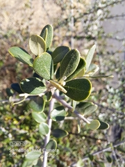 Olea