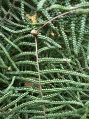 Gleichenia microphylla