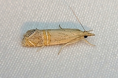 Euchromius ocellea