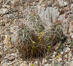 Echinocereus engelmannii engelmannii