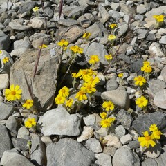 Eriophyllum wallacei