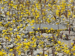 Eriophyllum wallacei