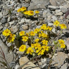 Eriophyllum wallacei