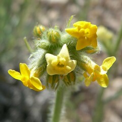 Oreocarya confertiflora