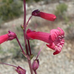 Penstemon utahensis