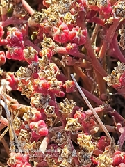 Mesembryanthemum nodiflorum