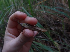 Desmoptera truncatipennis