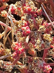 Mesembryanthemum nodiflorum
