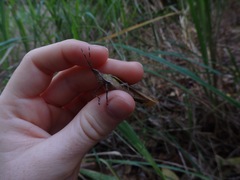 Desmoptera truncatipennis