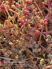 Mesembryanthemum nodiflorum