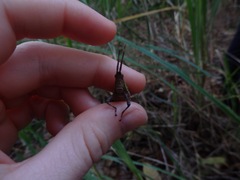 Desmoptera truncatipennis