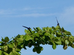 Aerodramus spodiopygius assimilis