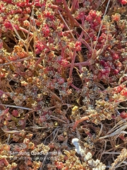 Mesembryanthemum nodiflorum