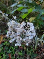 Anaphalis margaritacea