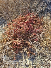 Mesembryanthemum nodiflorum