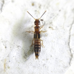 Staphylinini