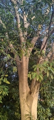 Ficus insipida
