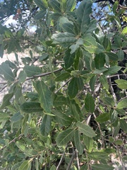 Quercus peninsularis
