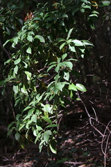 Kalmia latifolia