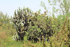 Opuntia streptacantha