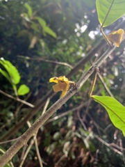 Annonaceae
