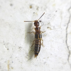 Staphylinini