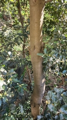 Laurus nobilis