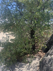 Quercus peninsularis