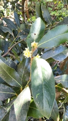 Laurus nobilis