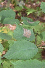 Cameraria corylisella