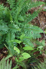 Circaea canadensis