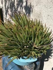 Aloe perfoliata