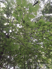 Pantographa limata