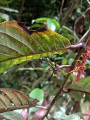 Annonaceae