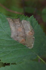 Cameraria corylisella
