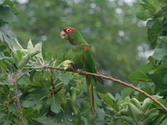 Psittacara erythrogenys