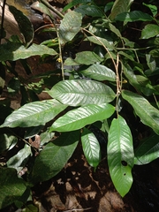 Annonaceae