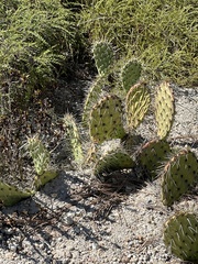 Opuntia littoralis