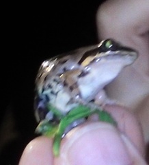 Leptodactylus albilabris